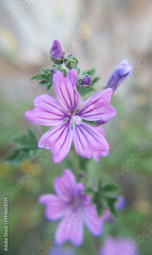 Wild mallow - Althaea officinalis, Malva sylvestris, Mallow plant with lilac pink flowers