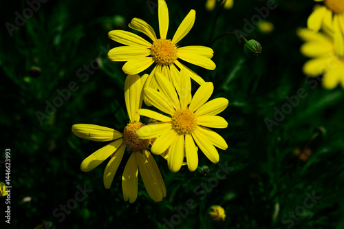 ユリオプスデージー