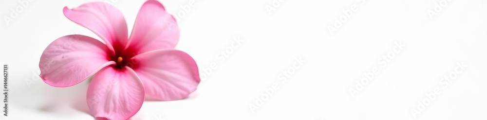 Fototapeta premium Single pink plumeria with yellow center against white backdrop, petals, bloom, fragrant
