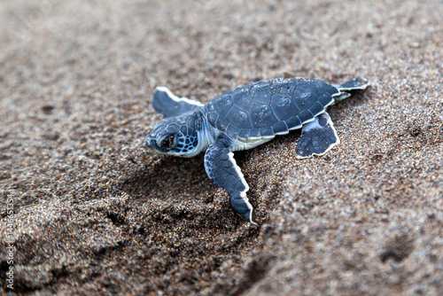 A baby green turtle (Chelonia mydas) crawling to the ocean on the beach in Costa Rica.
