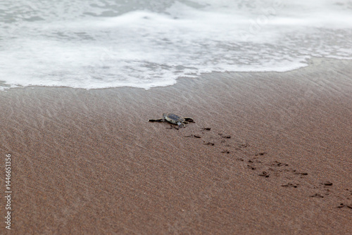 Tableau sur toile A baby green turtle (Chelonia mydas) crawling to the ocean on the beach in Costa Rica