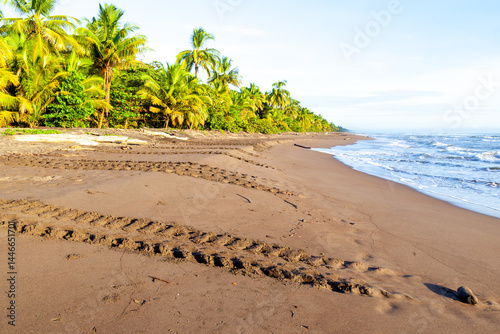 Green turtle (Chelonia mydas) tracks on the beach at Tortuguero National Park in Costa Rica during nesting season. The park is a major nesting ground for green sea turtles in the Western Hemisphere. photo