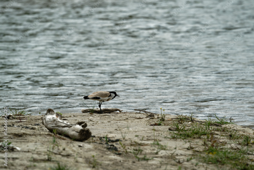 river lapwing in flight river lapwing in flight