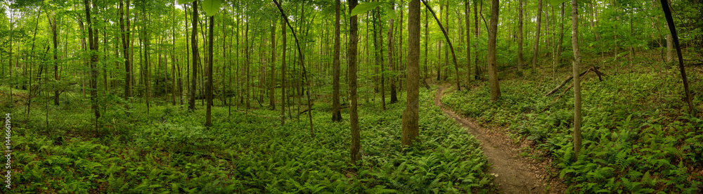 Panorama Of Trail Cutting Through Green Forest In New River Gorge