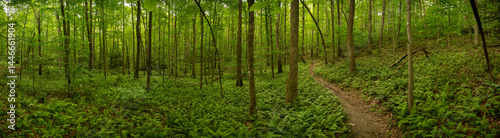 Obraz na płótnie Panorama Of Trail Cutting Through Green Forest In New River Gorge w salonie