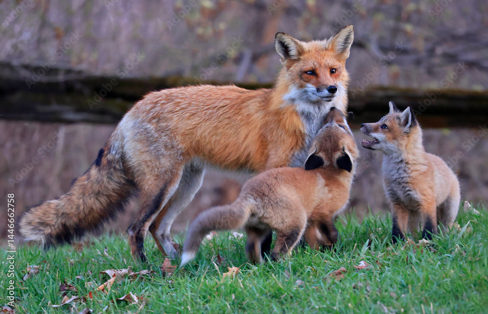 Fototapeta premium Red foxes cubs playing on the grass, Canada