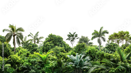 Fototapeta Naklejka Na Ścianę i Meble -  Dense, vibrant jungle landscape with lush foliage and towering tropical trees.