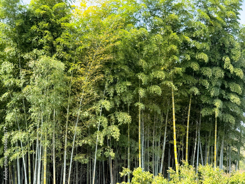 Obraz na płótnie Large bamboo trees growing in Japan during late spring w salonie
