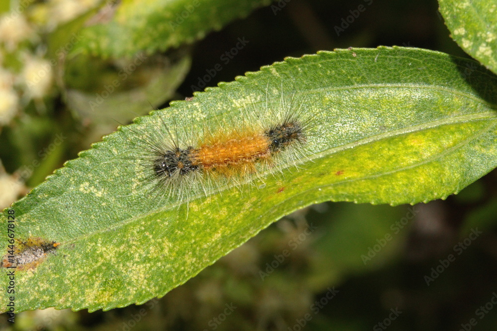 Fototapeta premium Fuzzy, orange and black caterpillar on a leaf in Cotacachi, Ecuador