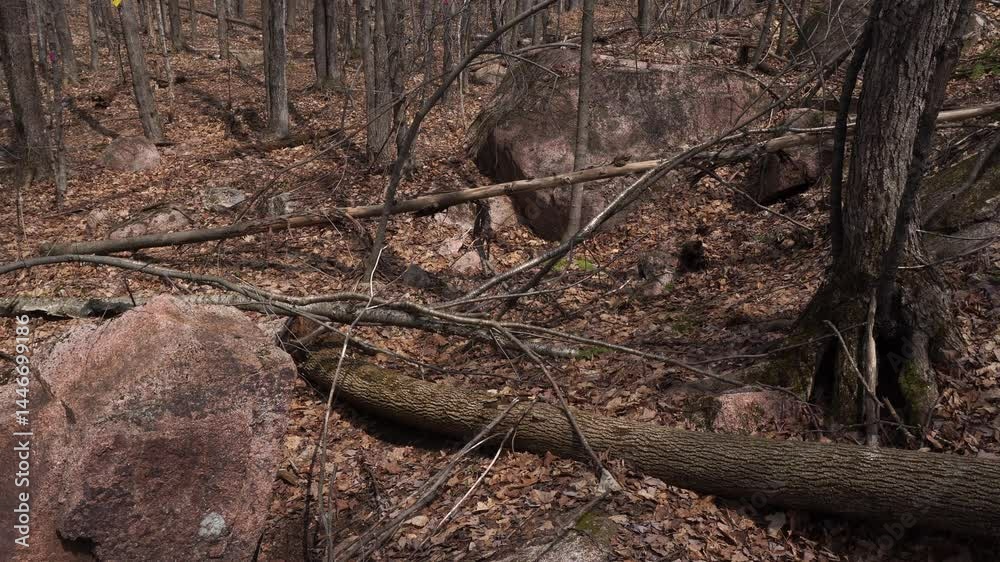 Many dead branches on the ground with rocks of different sizes. Around, it is noticeable that the trees do not have leaves yet. Many dead branches on the ground with rocks of different sizes. Around, it is noticeable that the trees do not have leaves yet.
