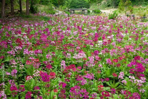 Wallpaper Mural 九十九森林公園のクリンソウの大群落2 Torontodigital.ca