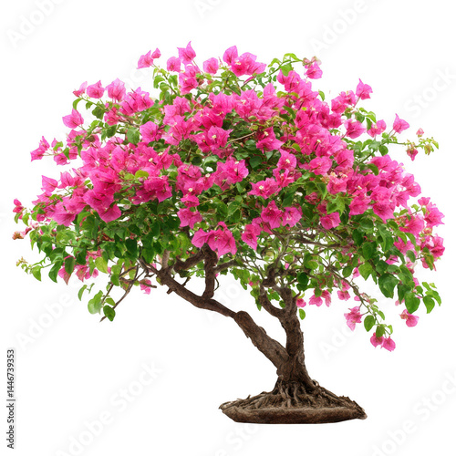 Pink bougainvillea tree bloom isolated on transparent background