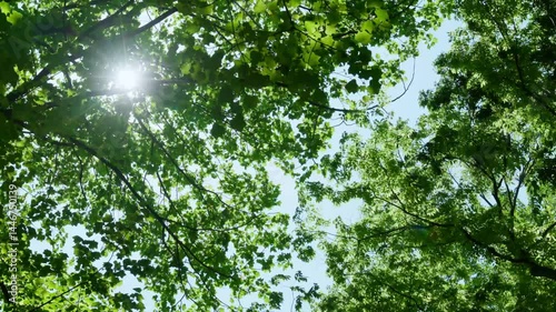 風に揺れる木の葉