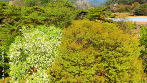 A view of a valley in early summer colored with green light. A beautiful natural view of Sillim, Gangwon Province, Korea's attraction, taken with a drone in the sky. A trip to Gangwon Province