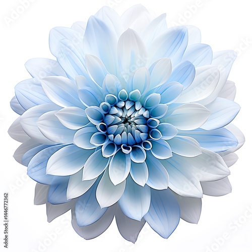 Wallpaper Mural Blue and white chrysanthemum flower, white background, Torontodigital.ca