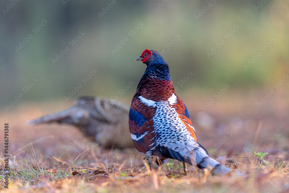 Fototapeta premium Mrs. Hume's Phesant in the North of Thailand