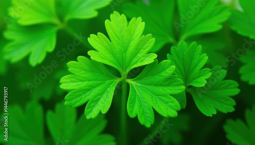 Close-up view of parsley, revealing its delicate leaf structure and repeating pattern , spring, still life, food