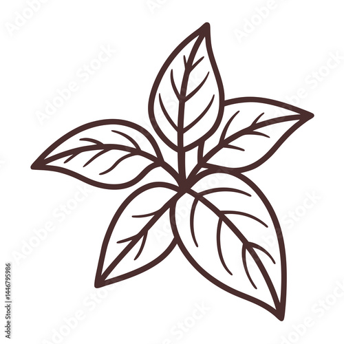 Basil Herb Outline Illustration, Ocimum Basilicum