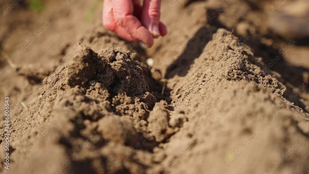 Hand planting seeds in a furrow on a sunny day, showcasing farming in action Hand planting seeds in a furrow on a sunny day, showcasing farming in action