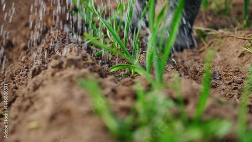 Wallpaper Mural Watering seedlings in a furrow, close-up view, soil dampening, high-speed 100fps Torontodigital.ca