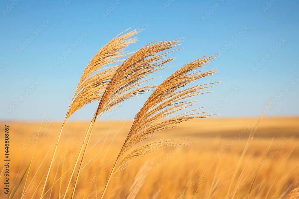 Fototapeta premium Experience charming breathtaking transformation of charming prairie during charming autumn season, as vibrant golden grasses dance in charming wind and charming harmonious melodies of migrating birds 