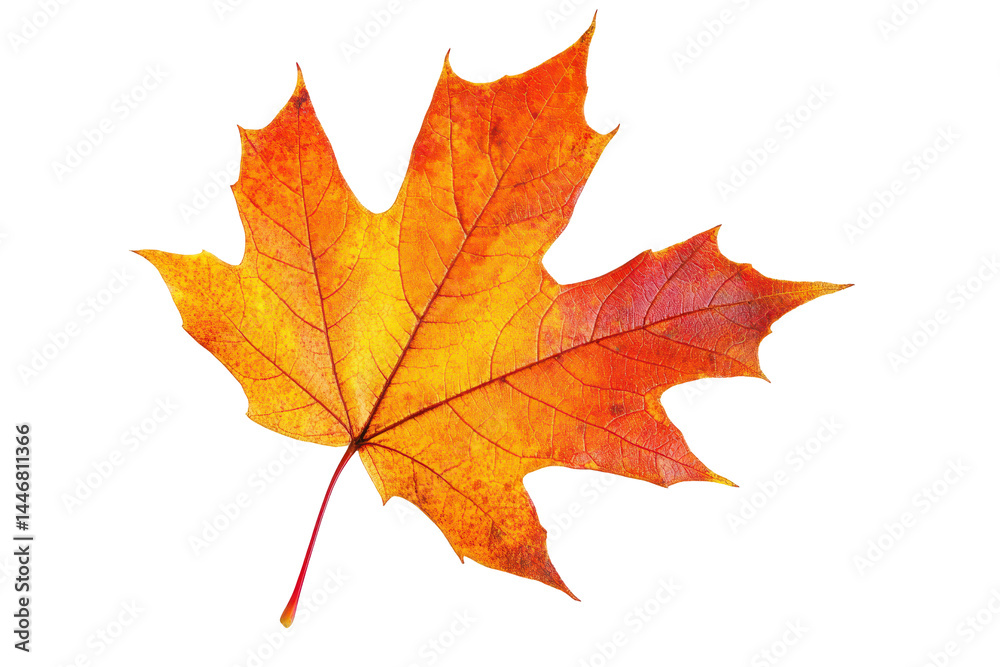 Single autumn-colored maple leaf is prominently featured against a backdrop of bold, contrasting colors. Single autumn-colored maple leaf is prominently featured against a backdrop of bold, contrasting colors.