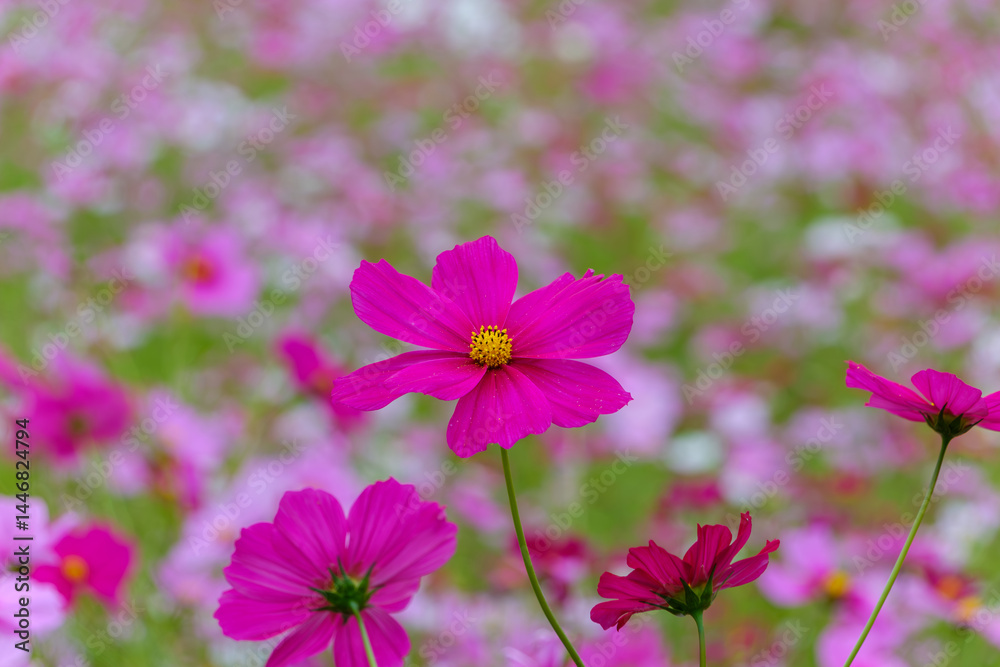 ピンク色のコスモスが咲く秋の花畑 ピンク色のコスモスが咲く秋の花畑