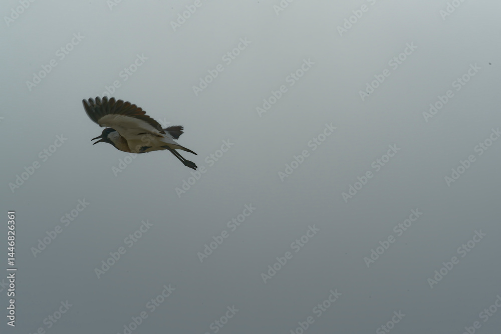 Obraz premium river lapwing in flight