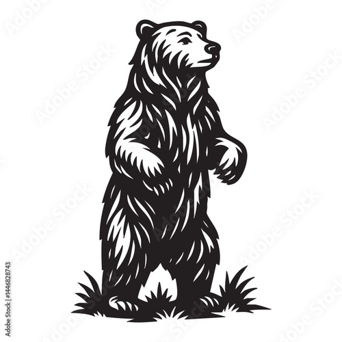 Grizzly bear standing on hind legs vector illustration
