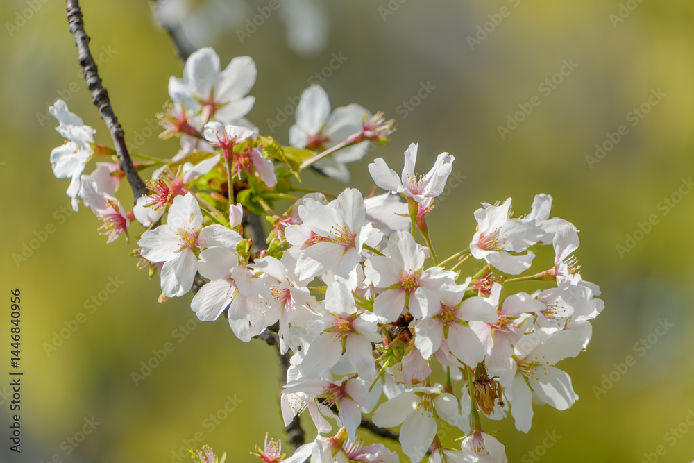 Obraz premium 満開の桜の花と春の陽光