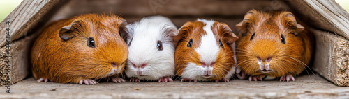 family of guinea pigs huddled together in cozy wooden shelter, showcasing their adorable features and warm fur