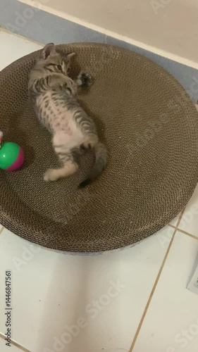 Kittens are having fun.