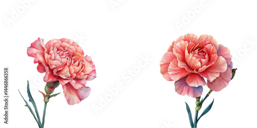 carnation watercolor vector illustration