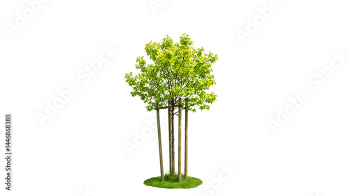 Newly planted tree in a landscaped garden with green grass surrounding its base