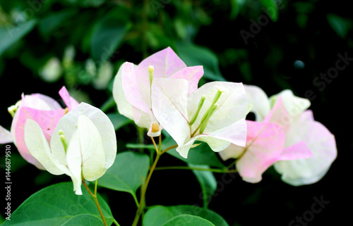 Close up shot of Bougainvillea flower bloom with green leaf