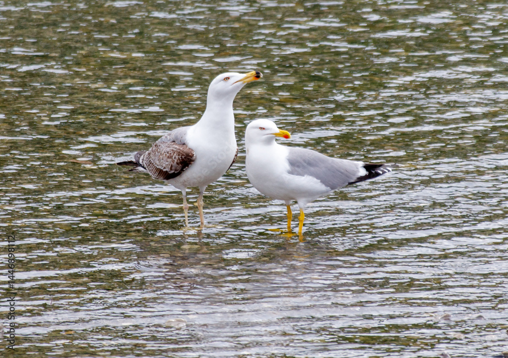 Fototapeta premium Two seagulls are standing in the water, one on the left and one on the right