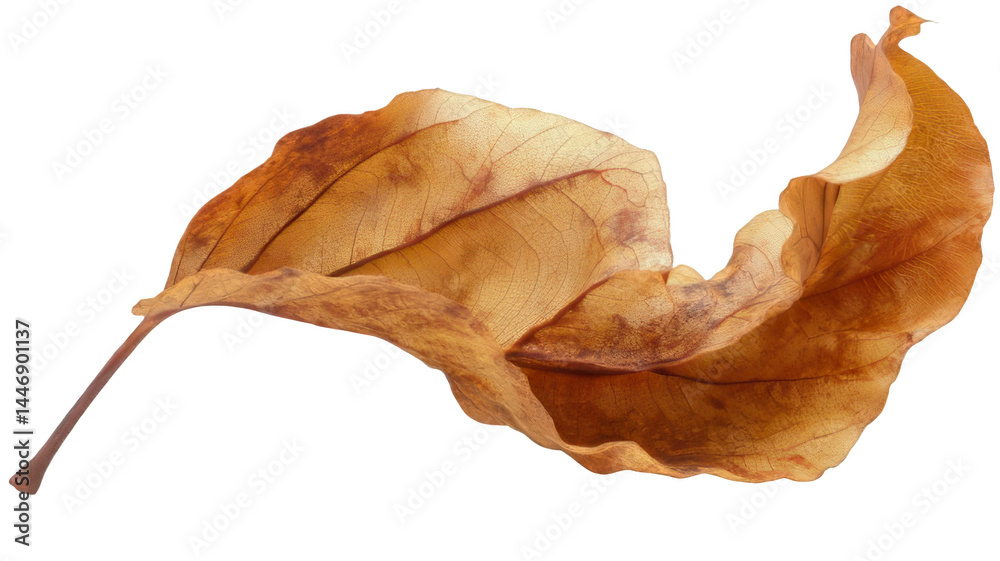 Realistic Dry Autumn Leaf with Curled Edges Transparent Background Realistic Dry Autumn Leaf with Curled Edges Transparent Background