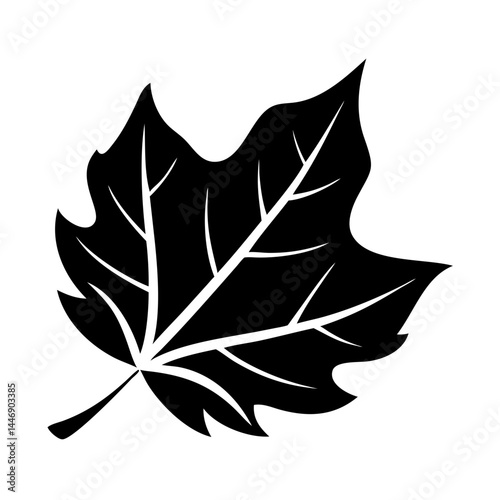 Detailed Simple Black and White Sycamore Leaf Vector Art Illustration Graphic