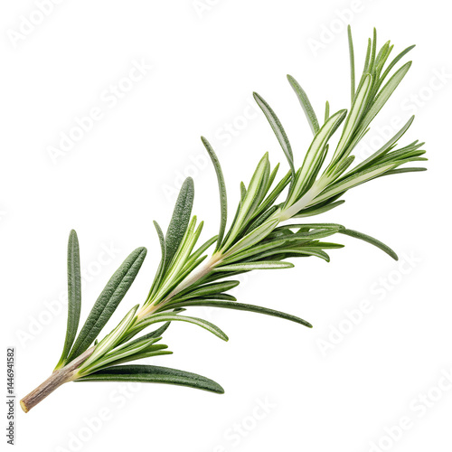 Fresh Rosemary Sprigs Isolated on Transparent Background – Aromatic Culinary Herb with Vibrant Green Needle-like Leaves