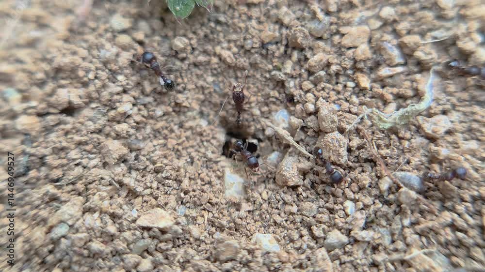 한국,곤충,개미굴,개미,Korea, Insects, Ants Cave, Ants 한국,곤충,개미굴,개미,Korea, Insects, Ants Cave, Ants