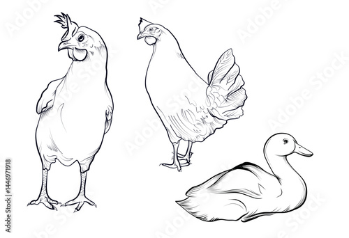 Farm chicken and duck sketch hand drawn coloring page vector