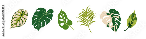 Tropical variegated leaves set. Exotic green leaf plants, bicolor foliage with variegation. Monstera, caladium, palm, botanical natural greenery. Flat vector illustrations isolated on white background