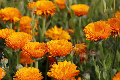 花壇で満開のキンセンカ