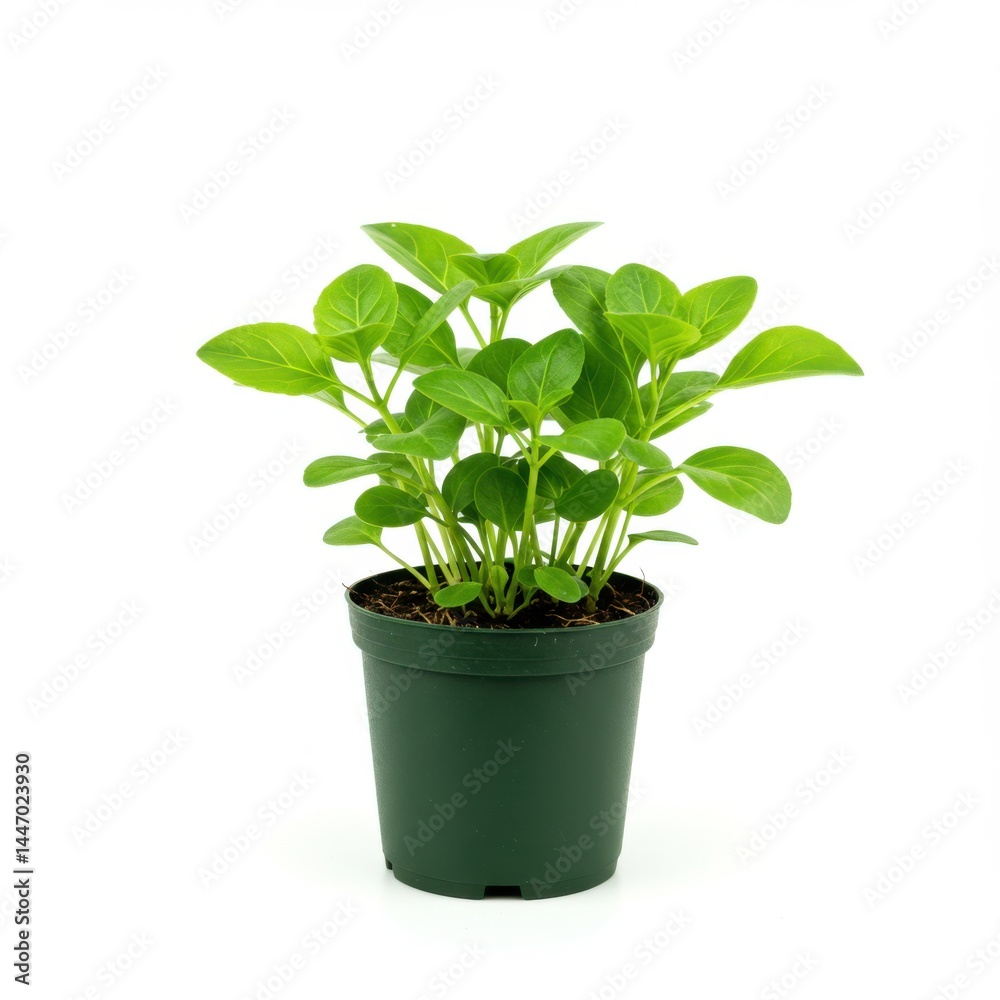 basil in pot basil in pot