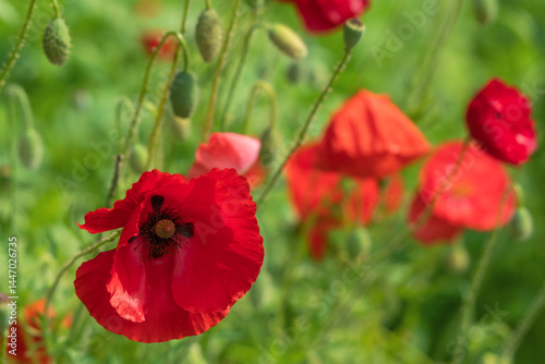 Bright red poppies blooming in a lush green field emitting vibrancy