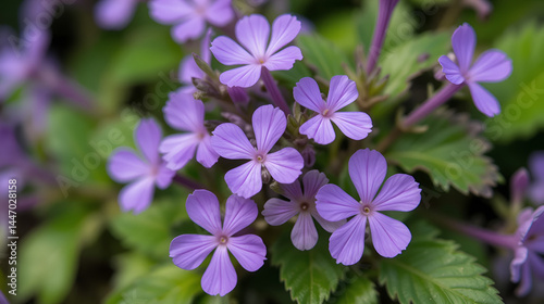Closeup of violet flowers of Vinca minor in April