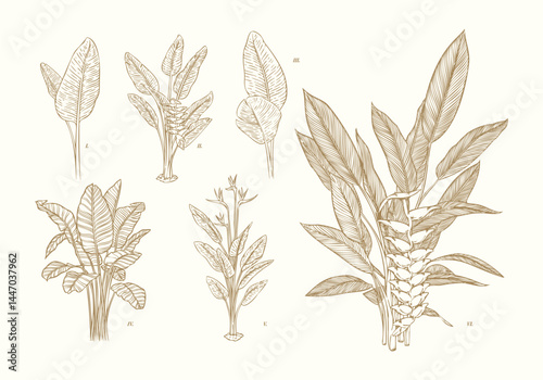 Hand Drawn Heliconia Set Tropical Botanical Elements
