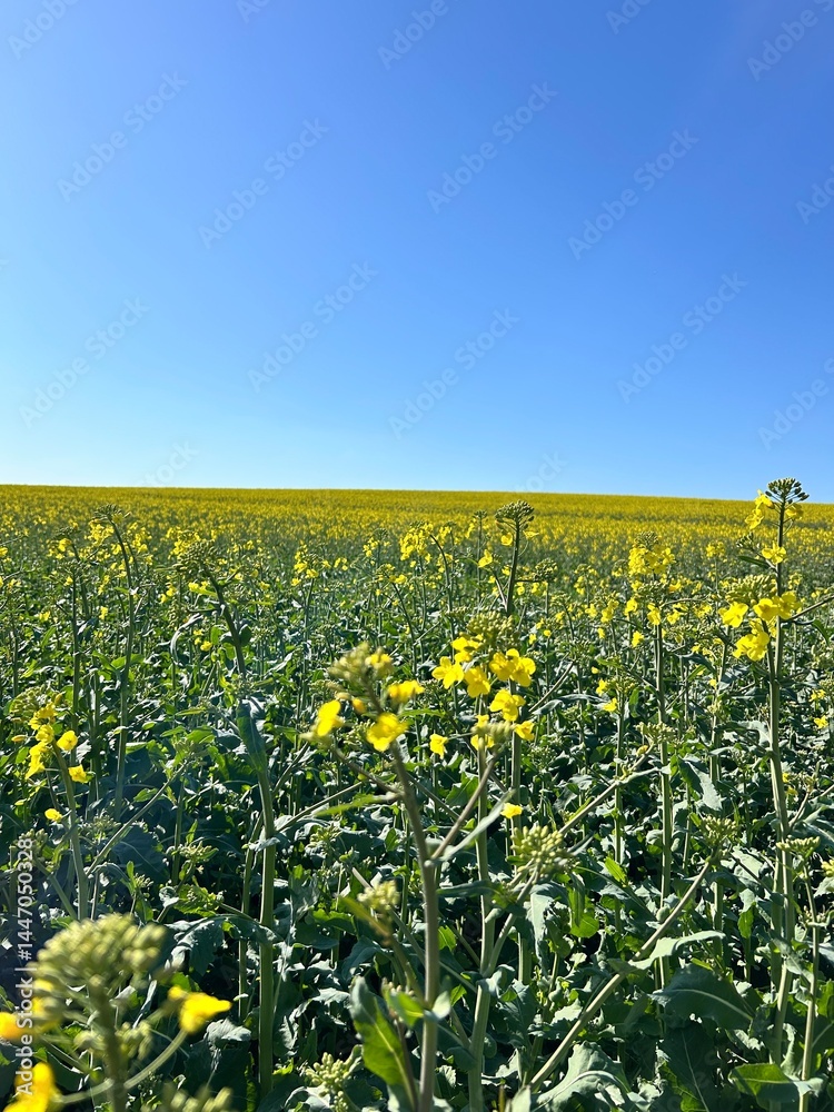 Obraz premium flowering plant, rapeseed, blossom, spring, blooming rapeseed, yellow rapeseed flowers, yellow rapeseed field 