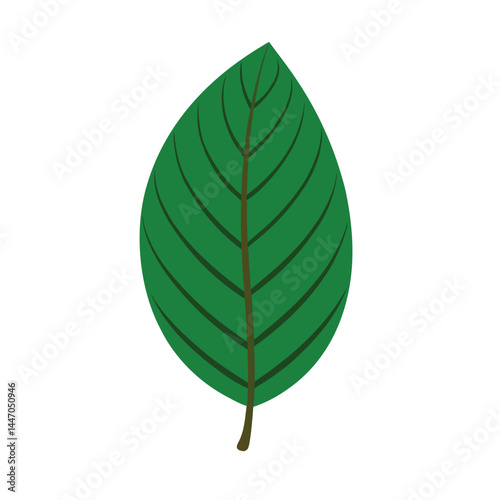 green leaf isolated on white background