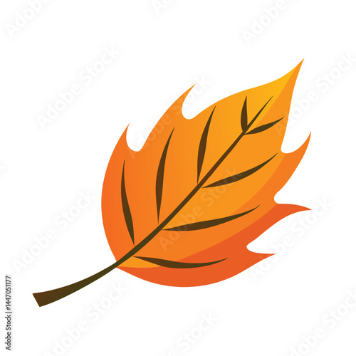 maple leaf isolated on white